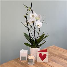 Opulent Orchid Giftset