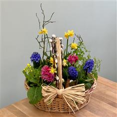 Spring Awakening Bulb Basket