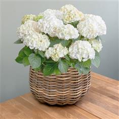 Heritage Hydrangea