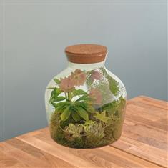 Glass Garden Terrarium