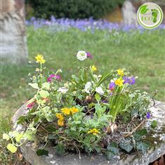 Planted Wreath - Eco-Friendly