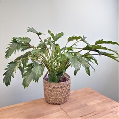Philodendron Xanadu Seagrass Planter