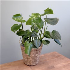 Monstera Deliciosa Seagrass Planter
