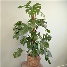 Monstera Deliciosa Seagrass Planter XL