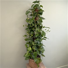 Golden Pothos Seagrass Planter