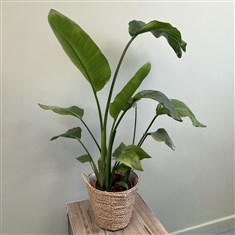 Strelitzia Seagrass Planter